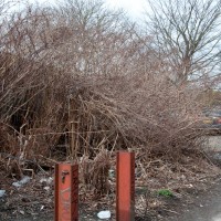 Japanese Knotweed